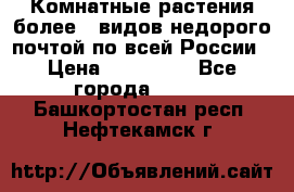 Комнатные растения более200видов недорого почтой по всей России › Цена ­ 100-500 - Все города  »    . Башкортостан респ.,Нефтекамск г.